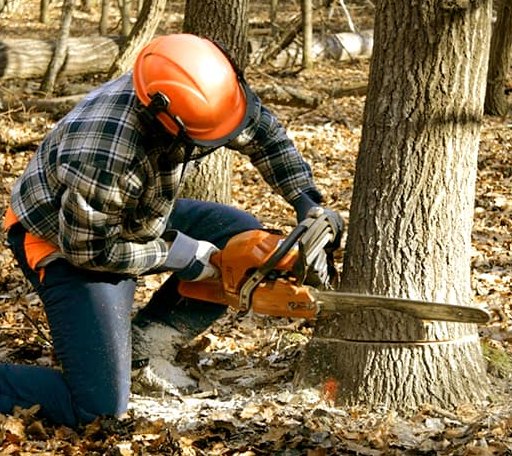 Tree Removal in West Point, CA